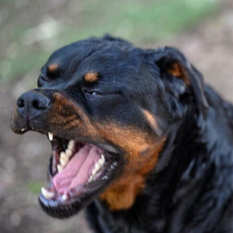 Sguinzagliano rottweiler contro 13enne. indagate due minorenni