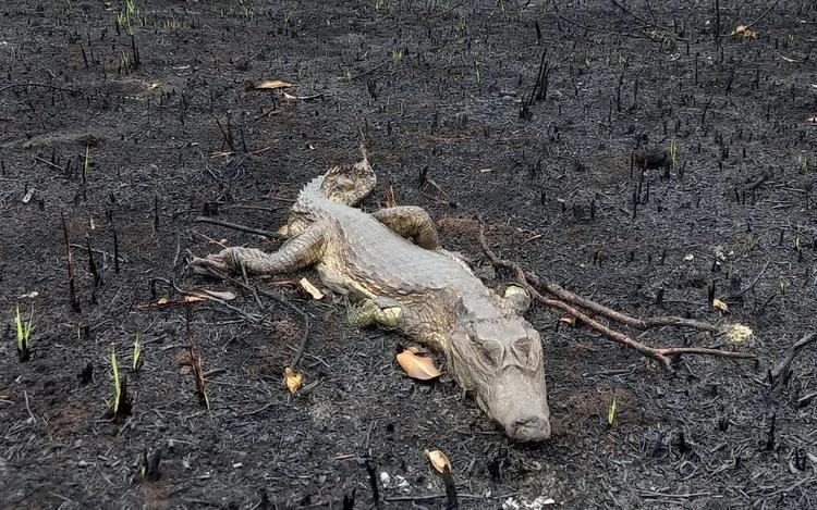 Formoso do Araguaia entra em situação de emergência após incêndio destruir casas, vegetação e matar animais silvestres