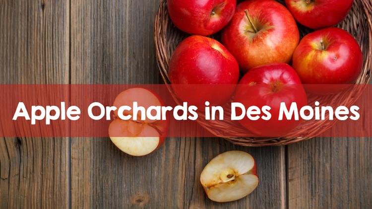 Apple Orchards and Apple Picking in Des Moines