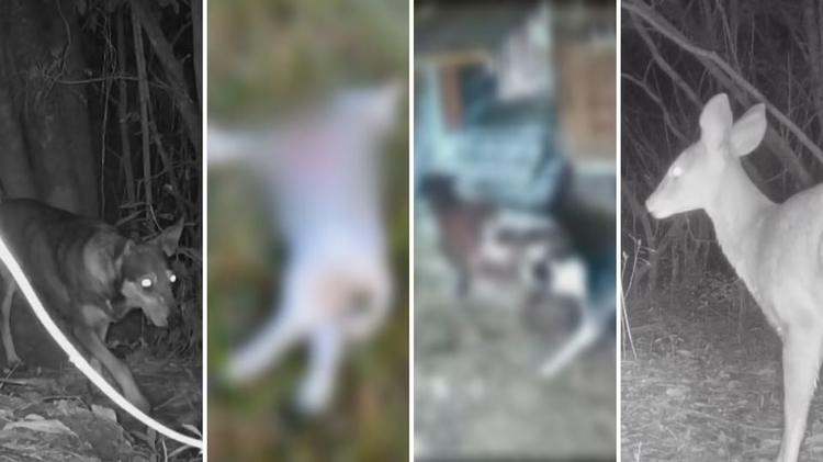Ovelhas, bovinos e veados: cães atacam rebanhos e propriedades rurais têm prejuízos no RS