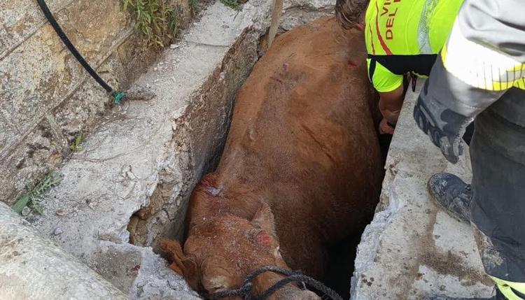 Mucca precipita in un tombino nel Palermitano: salvata dopo ore di soccorso
