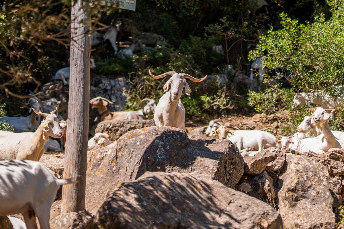 Capre di Anacapri, salta il trasferimento ad Agropoli: restano sull’isola in un’oasi