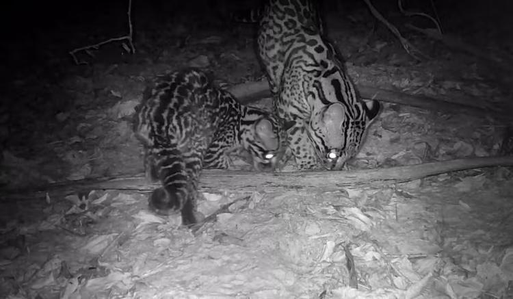 VÍDEO: câmera flagra jaguatiricas em bosque de Águas de São Pedro