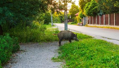 북텍사스 주택가까지 확산된 야생 멧돼지…주민 피해 증가