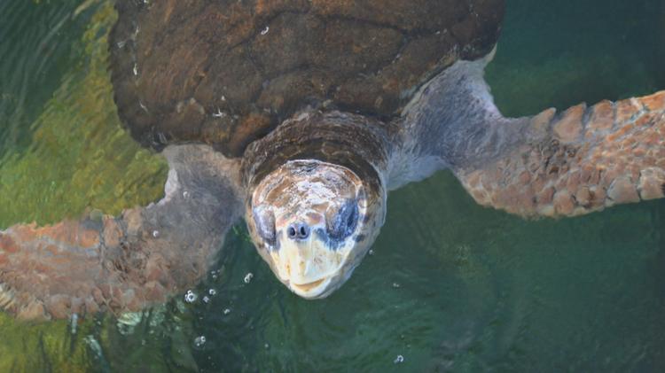 Tartarugas-cabeçudas, como 'Jorge', voltam a aparecer na Baía de Guanabara e intrigam biólogos