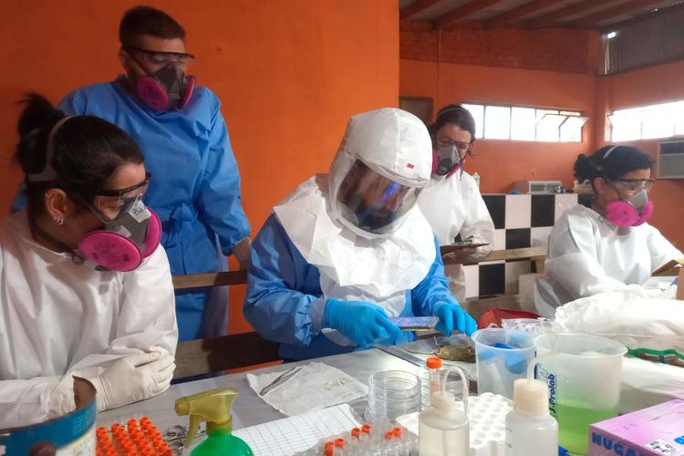 Casos de hantavírus no Paraná são de fevereiro e abril, mas só foram divulgados em maio; entenda o porquê