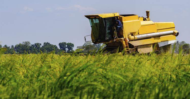 Conab revisa safra para 360,8 milhões de toneladas com recordes em soja milho algodão e sorgo