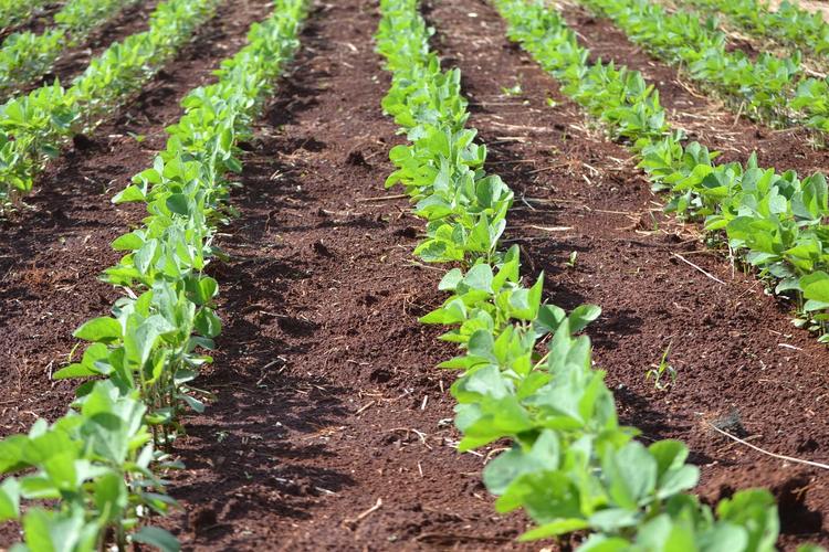 Climate Change Could Lower Soybean Seed Quality