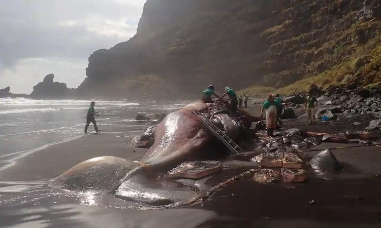 Half a Million Worth of ‘Floating Gold’ Found in Dead Whale