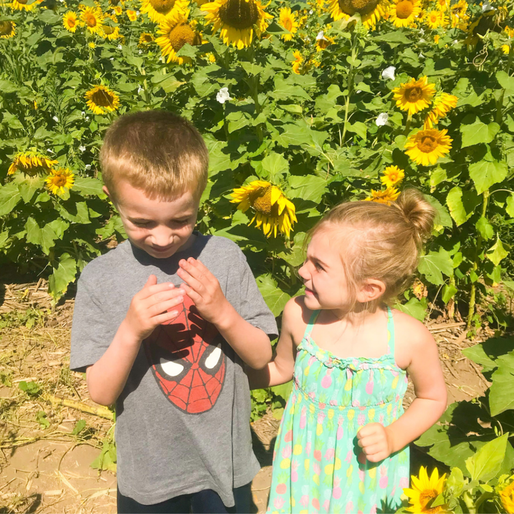 sunflowers, Van Meter, Iowa, Badger Creek