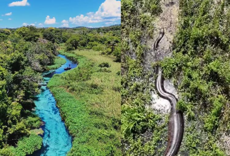 Como drone revelou trio de sucuris gigantes durante trabalho de fotógrafo em rio paradisíaco