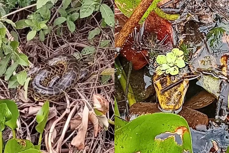 VÍDEO: turistas dos EUA se assustam ao encontrar sucuris gigantes no Pantanal