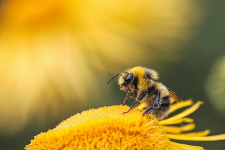 Les insectes pollinisateurs disparaissent à une vitesse inquiétante. Un effondrement écologique qui menace votre nutrition et votre santé