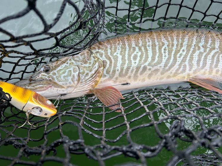 How to Catch Tiger Muskies: Proven Tactics for Western Lakes (CO, UT, WA, MT)