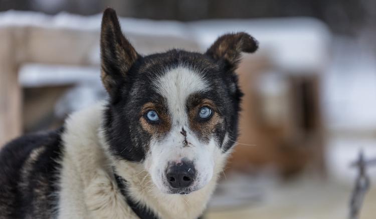 Veterinärversorgung für das ländliche Alaska