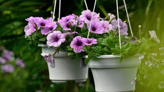 5 dicas de especialistas para fazer suas plantas florescerem mais