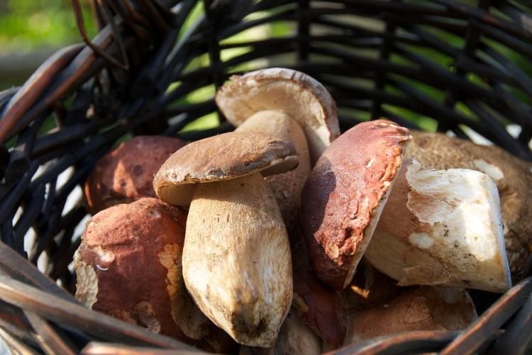 Autumn in Pelion: Two Cozy Recipes from Our Kitchen