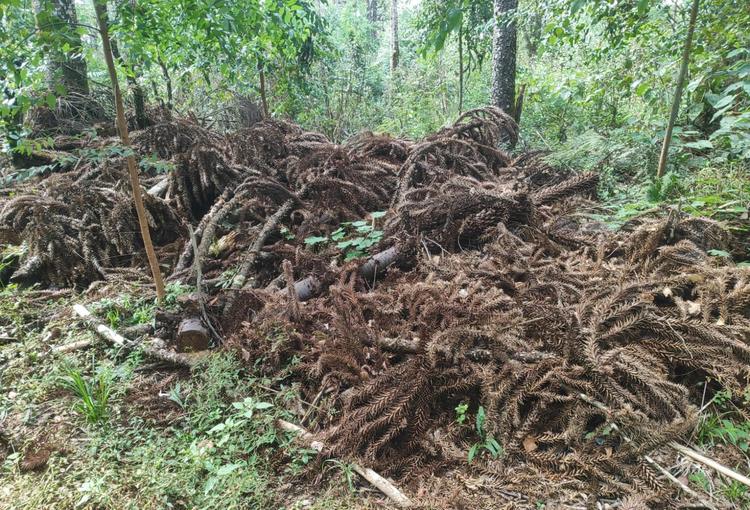 Corte de florestas sem autorização para ampliar lavouras rende multas a fazendeiros do Paraná; entenda as regras