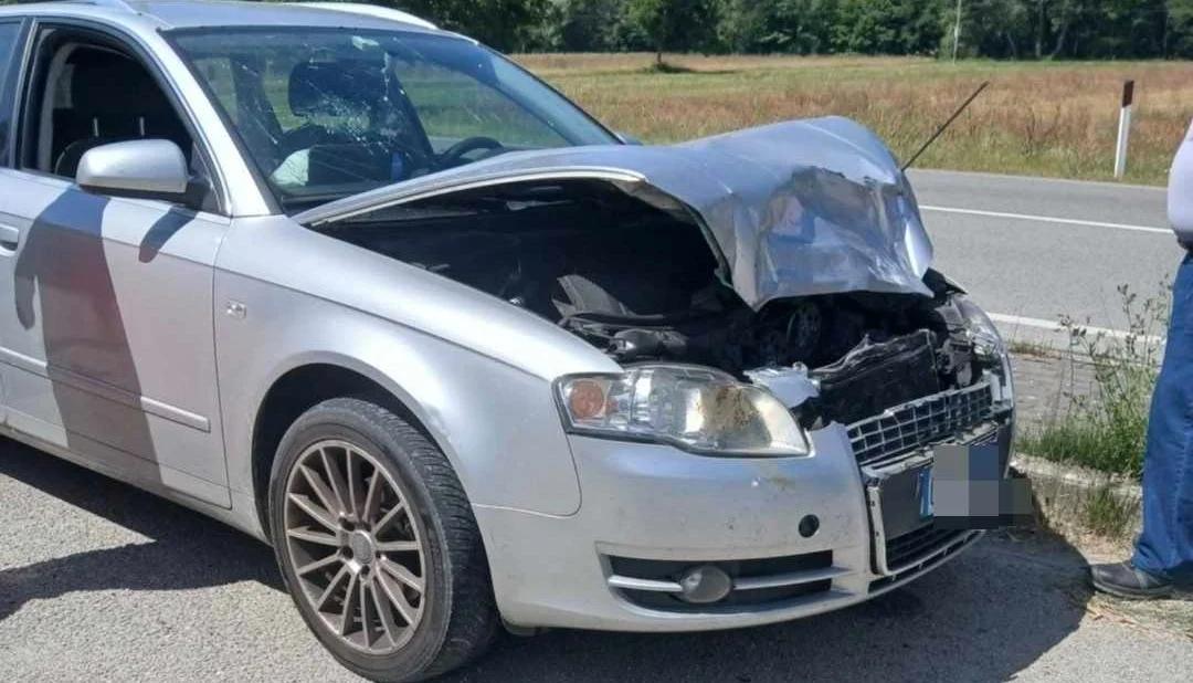 Casalbuono: scontro tra un’auto e un cervo sulla SS19, morto l’animale, illesa una famiglia