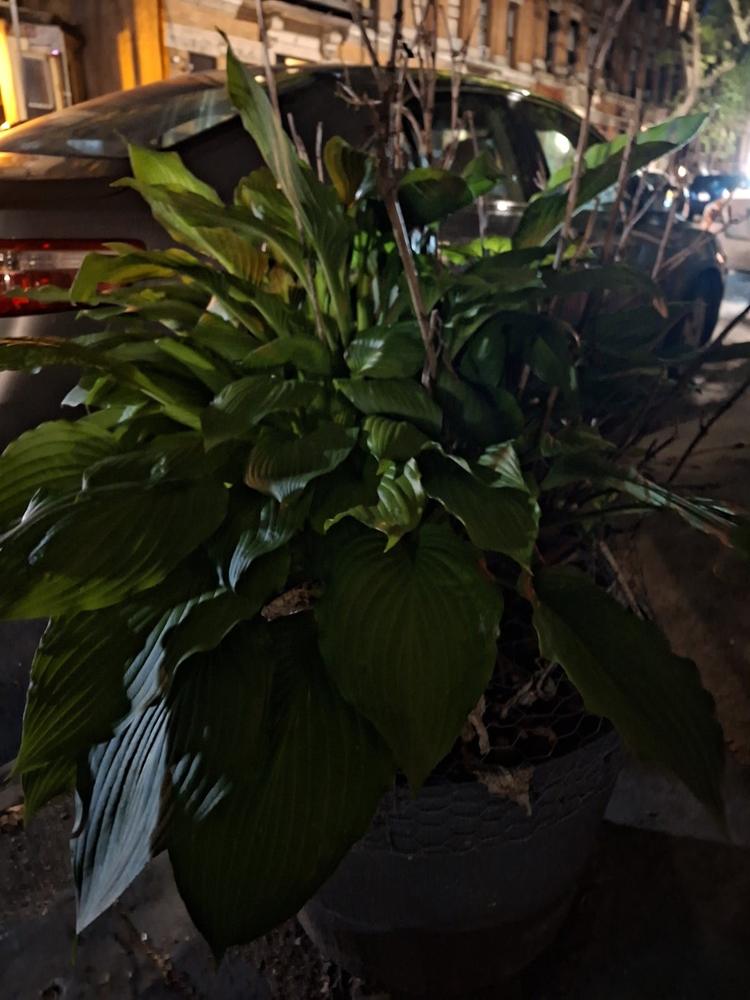 A plant in the dark with night mode turned off