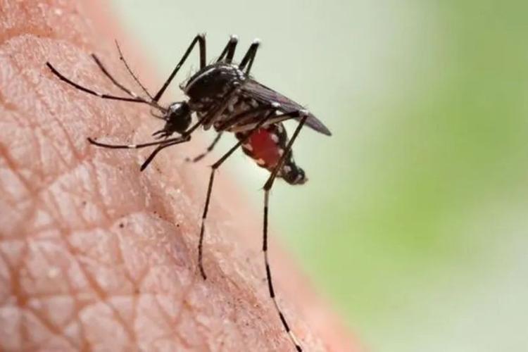 Mais de 70% dos municípios de MG estão em alerta ou risco por dengue, chikungunya e zika; saiba como evitar