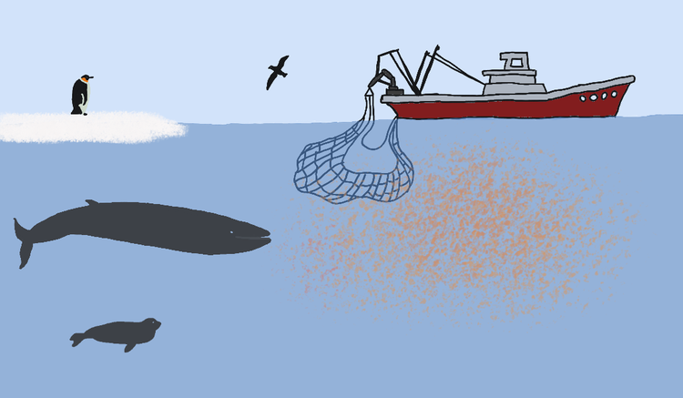 Pêche au krill et prises accessoires dans l’océan Austral