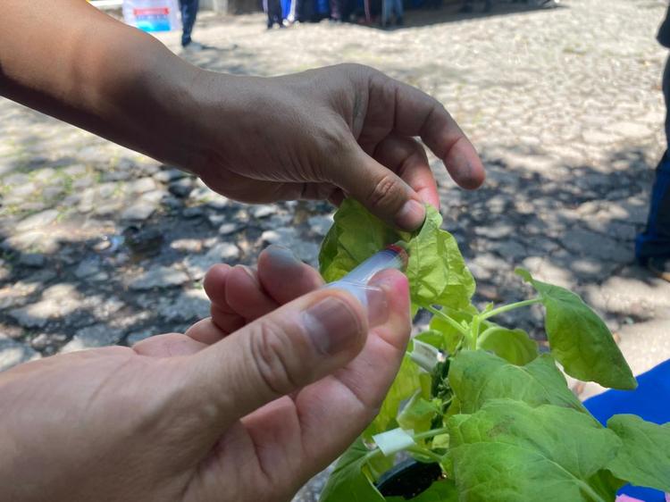 Buscan en Morelos cultivos súper resistentes para salvar al campo de la sequía