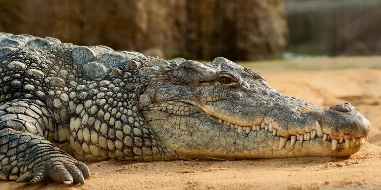 Orrore in Gb, bimbo allo zoo spinto nel recinto dei coccodrilli e azzannato: arrestato un 30enne