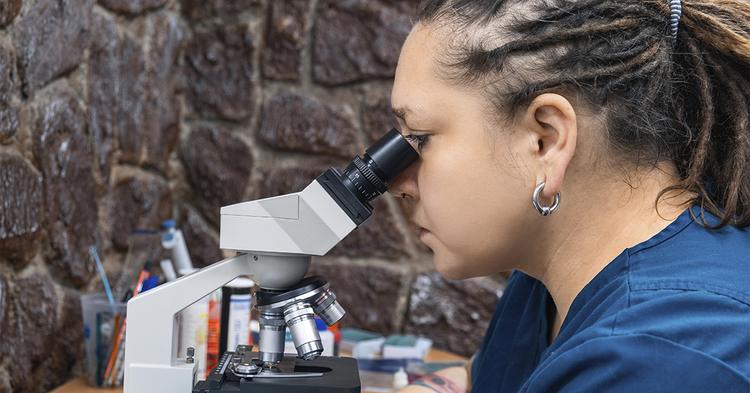 Descoberta brasileira com nanotecnologia pode reduzir perdas bilionárias causadas por percevejo na cultura da soja