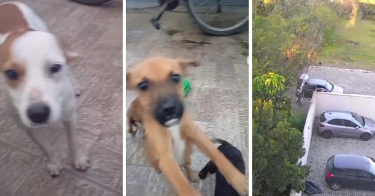 Vídeo: câmeras flagram abandono de cinco cachorros em Camboriú; animais precisam de um novo lar