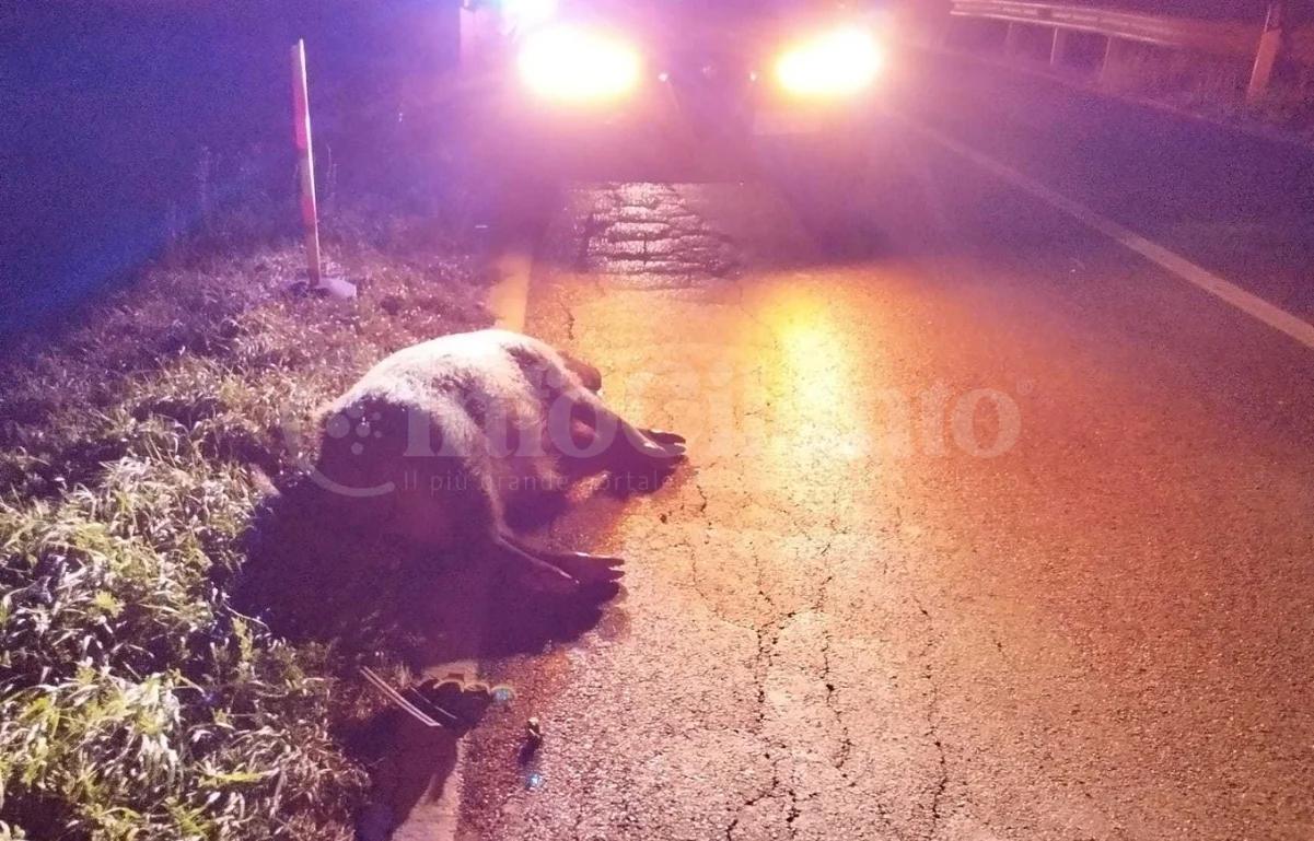 Cinghiale in strada sulla SS517: scontro tra due auto, sfiorata la tragedia