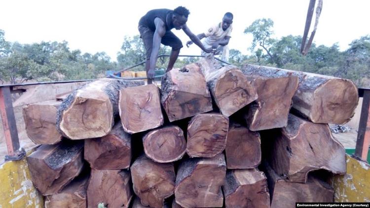 Nouvelles révélations sur un trafic de bois de rose entre le Mali et le Sénégal