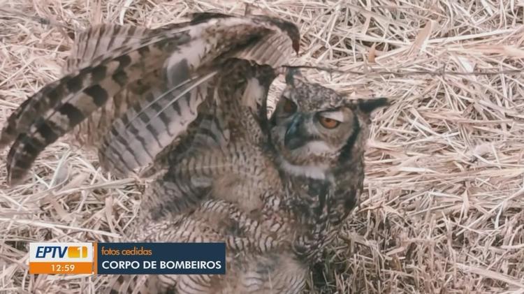 VÍDEOS: EPTV 1 Sul de Minas de sábado, 2 de maio de 2026