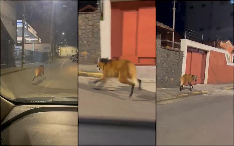 Lobo-guará fêmea surpreende moradores ao cruzar ruas de cidade no Sul de MG; veja vídeo