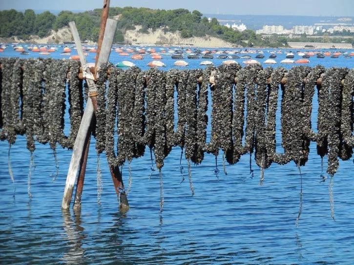 Mitilicoltura, cambia il bando: accolte le richieste delle imprese tarantine