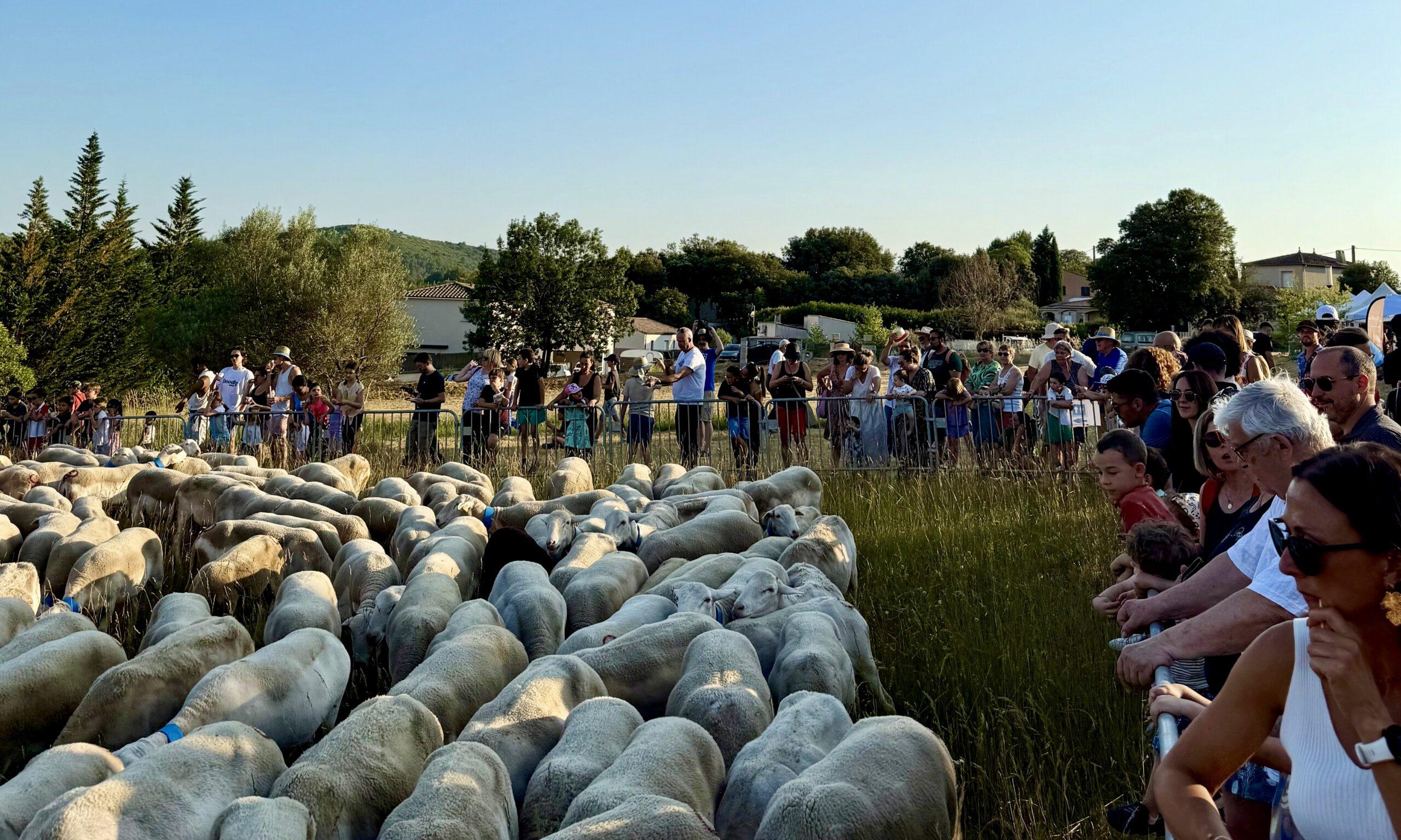 Vin et marché du terroir pour célèbrer la transhumance à Aumelas
