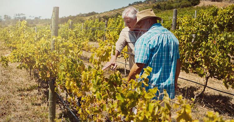 Cooperativa Vinícola Garibaldi celebra 95 anos com manifesto institucional