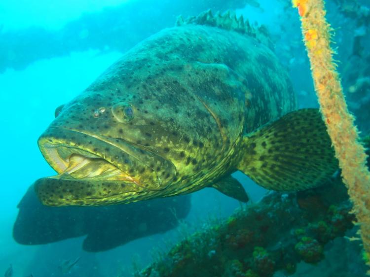 VÍDEO: Alagoas tem 1º registro de cardume de peixe mero; espécie está criticamente ameaçada