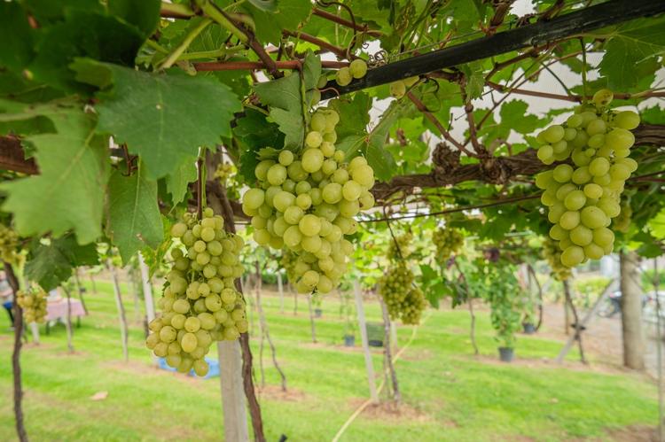 Cooperativa Vinícola Garibaldi reforça orientações a produtores diante da possibilidade de Super El Niño