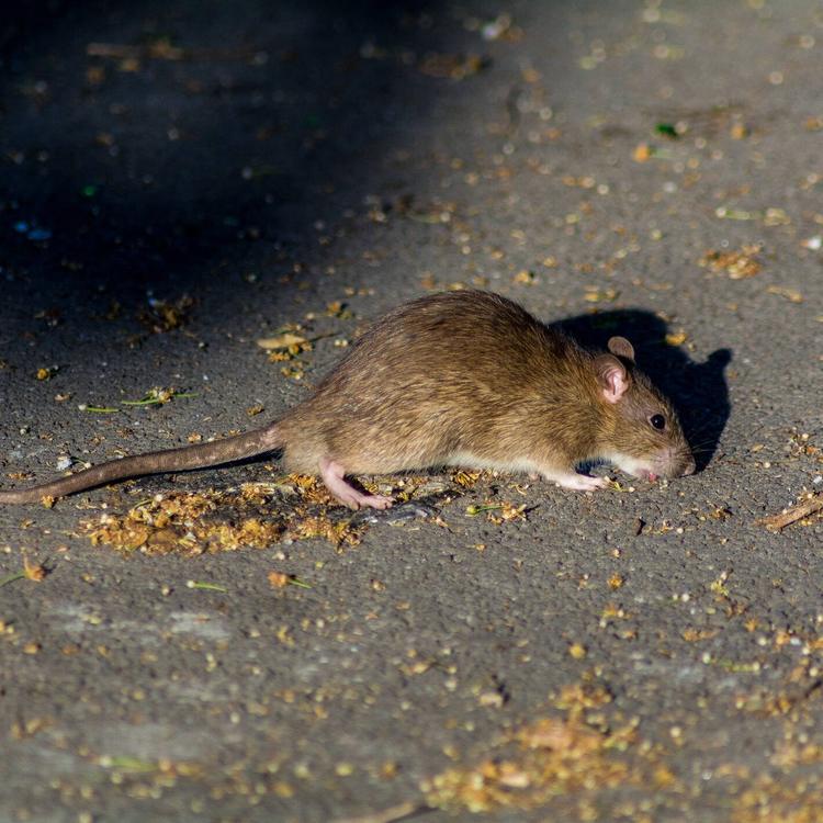 Caen en Nueva York las denuncias sobre ratas tras las nuevas reglas de recogida de basura