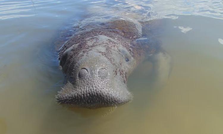Justiça Federal determina medidas para proteção do peixe-boi Astro