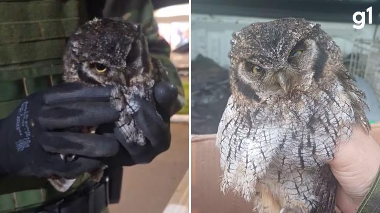 Filhote de coruja que não conseguia voar é resgatado após ser encontrado no RS