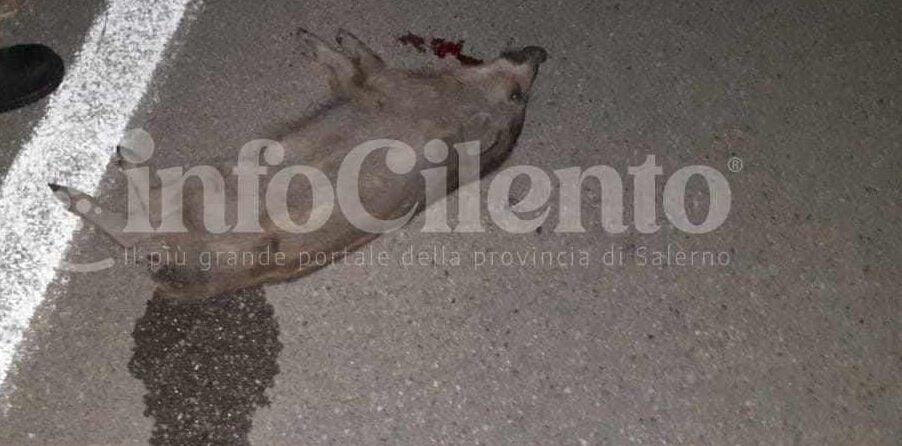 Cinghiali in strada nel Parco del Cilento: la Cassazione chiarisce le regole per il risarcimento danni