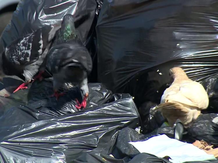 Sem normalização da coleta, bairros de Santa Bárbara d'Oeste enfrentam acúmulo de lixo nas ruas há 13 dias