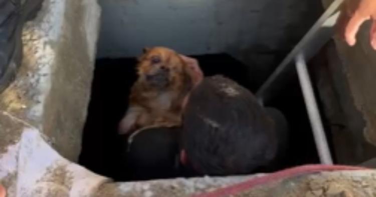 Cachorro que caiu em galeria de macrodrenagem na Praia Central de BC morre na clínica veterinária