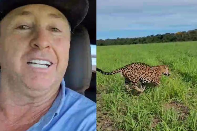 'Adrenalina inexplicável’, diz fazendeiro que foi 'escoltado' por onça-pintada em MT