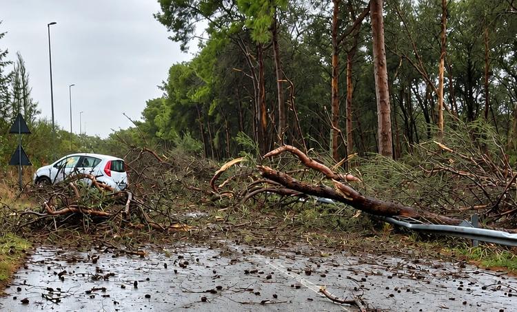 Pulsano, albero cade su un’auto in sosta: danni ingenti al mezzo