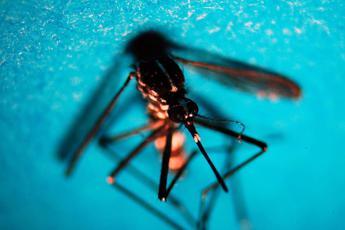 West Nile, caso di encefalite a Napoli. Osp. Colli: "Nessun motivo di allarme"