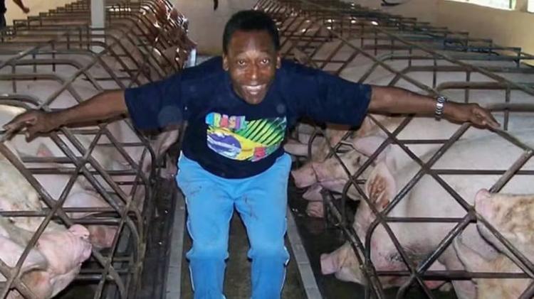 Fazenda onde Pelé criou animais por 38 anos está à venda por R$ 35 milhões; FOTOS