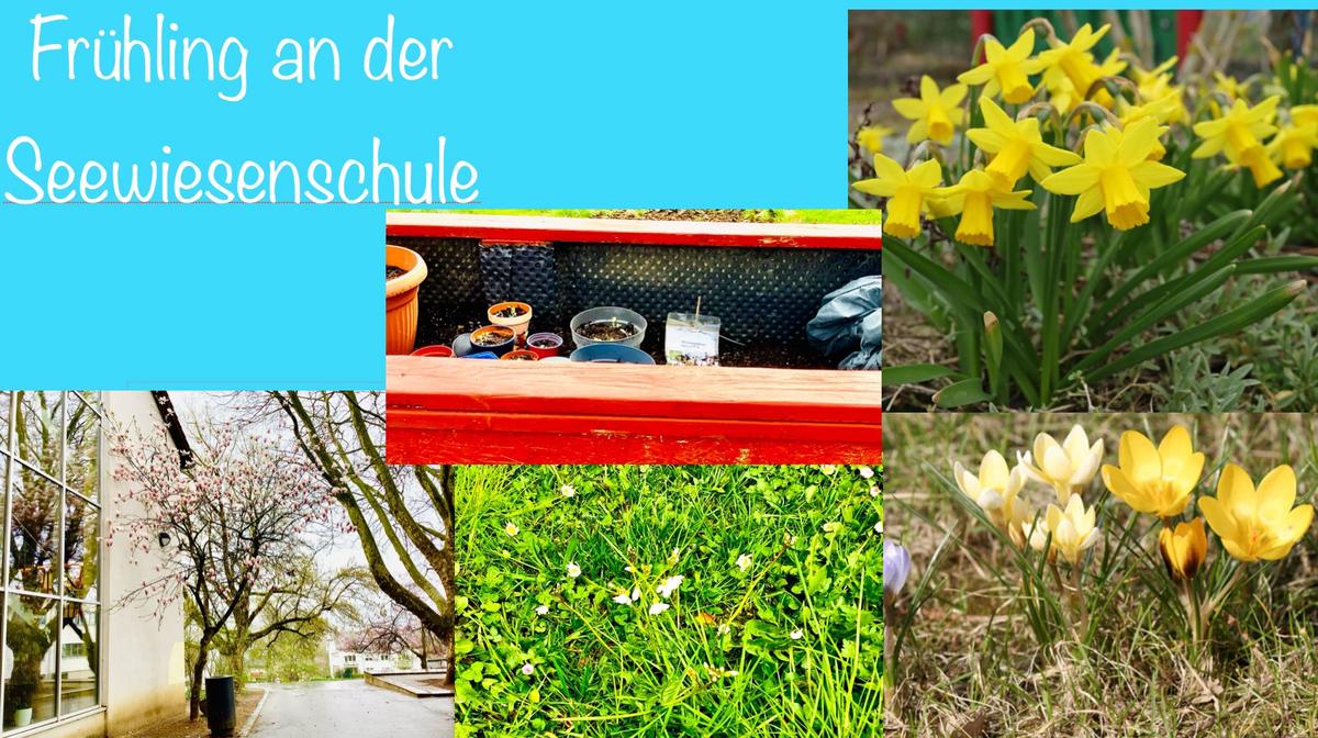 Frühling an der Seewiesenschule